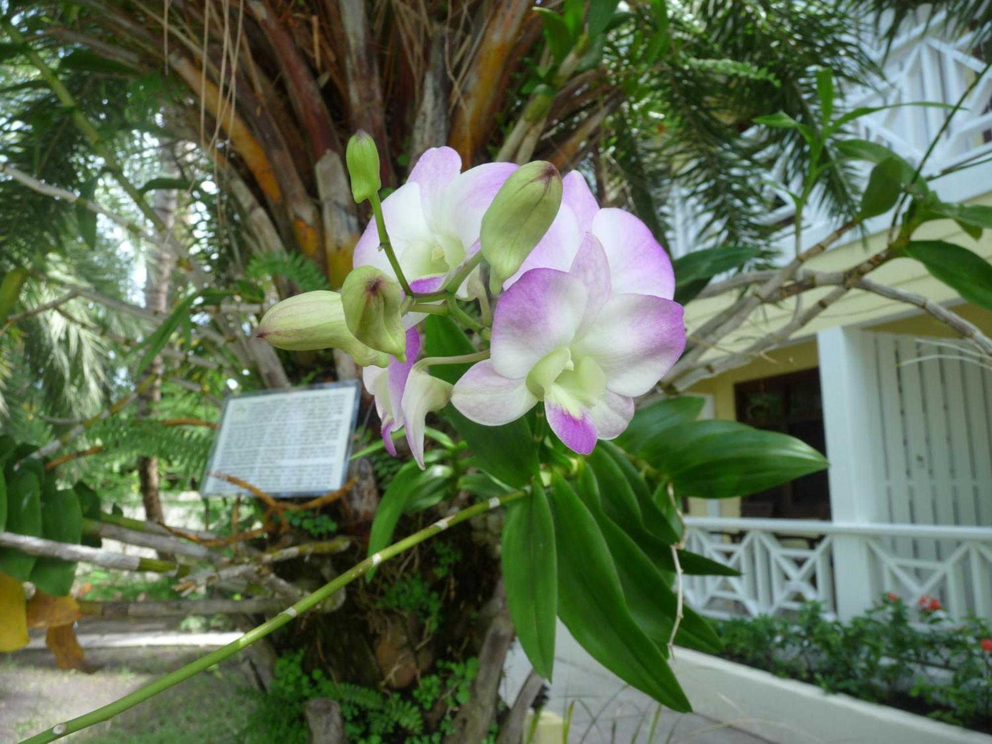 Buccaneer Beach Club Dickenson Bay Luaran gambar